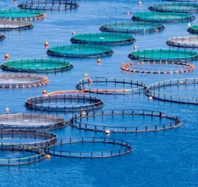 Aquaculture photo archive &middot; image 19
