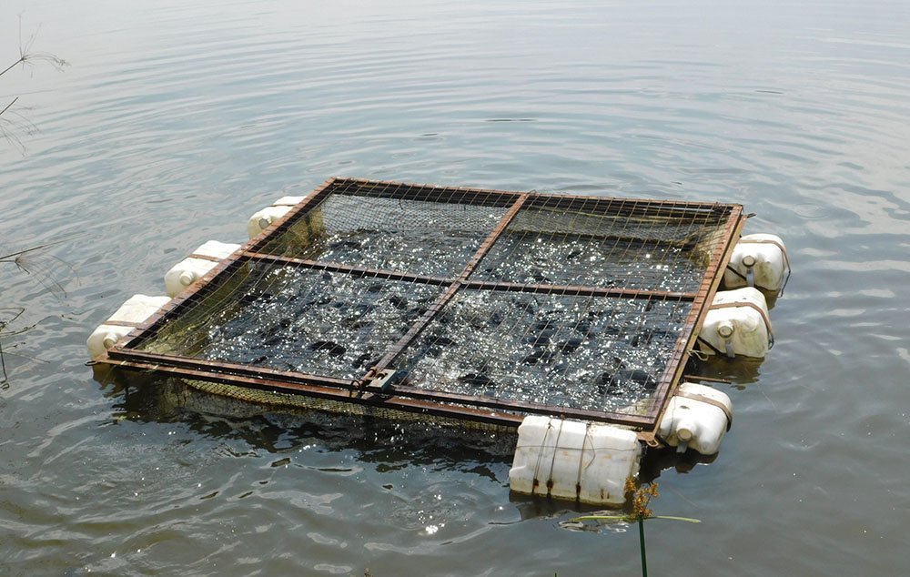 Aquaculture photo archive &middot; image 12