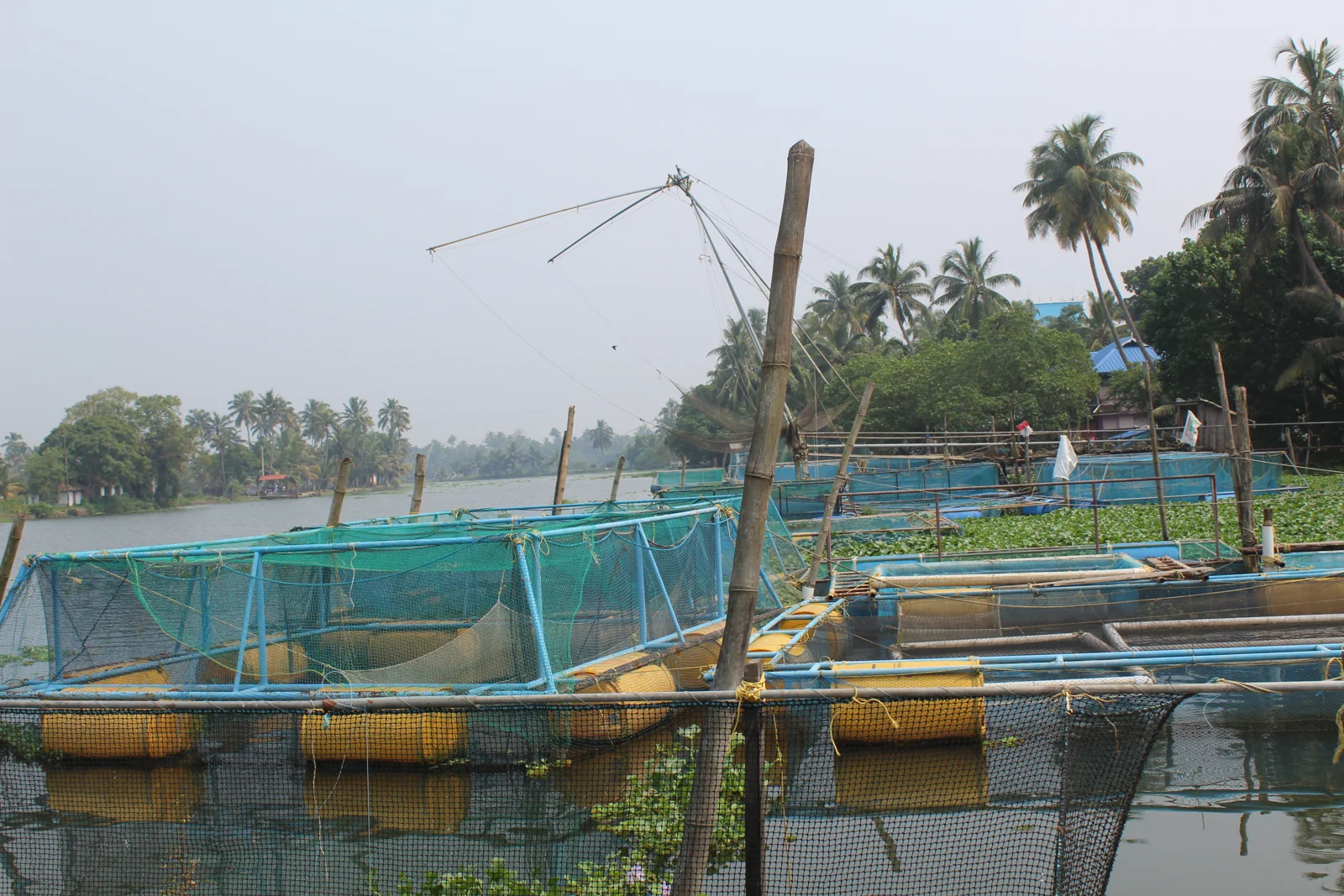 Fish farming using cages in a lake.