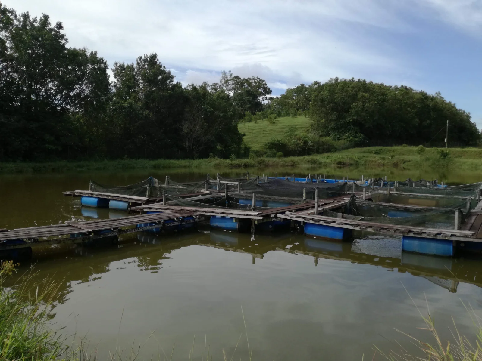 Cage system in a fish pond at Universiti Putra Malaysia, Bintulu campus.